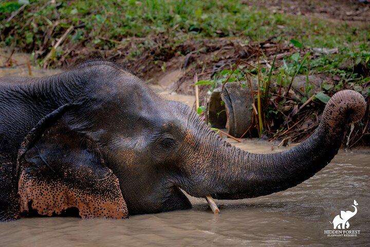 Phuket: Hidden Forest Elephant Reserve Guided Tour with Lunch