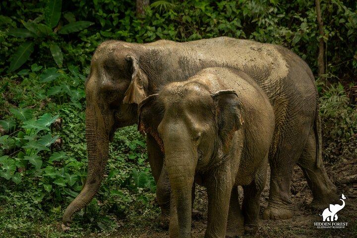 Phuket: Hidden Forest Elephant Reserve Guided Tour with Lunch
