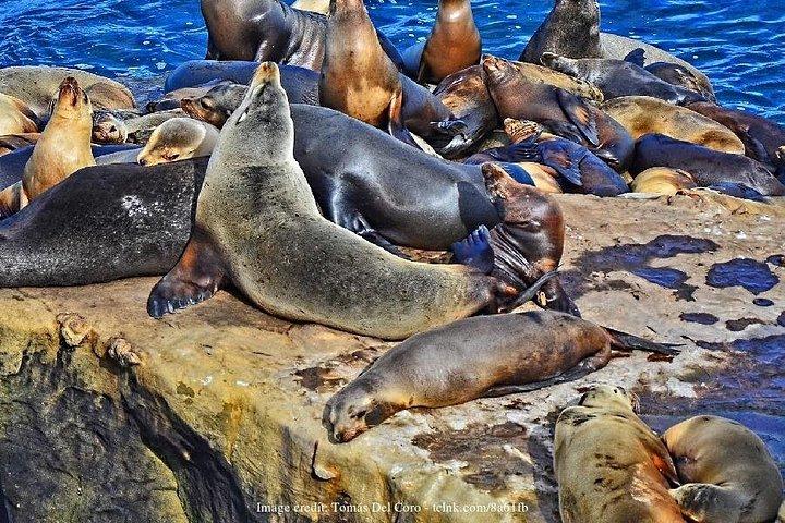 サンディエゴ ドライブ ツアー : ガスランプ クォーター、バルボア パーク、オールド タウン
