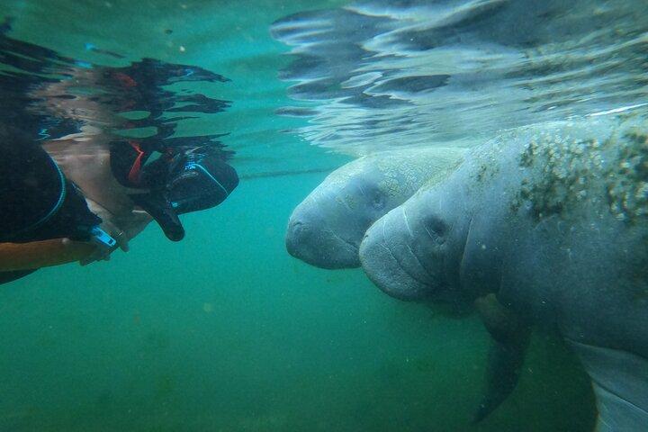 Manatee Swim Tour