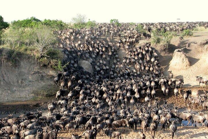 Maasai Mara Wildebeest Migration Lodge Safari 4 Days