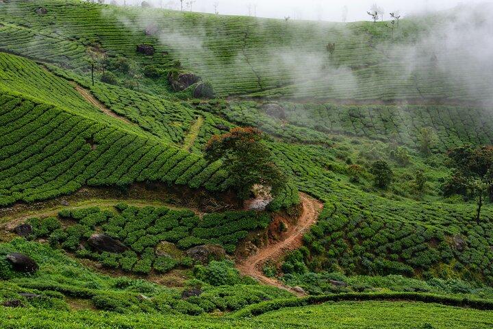 Green Magic Day Tour til Munnar