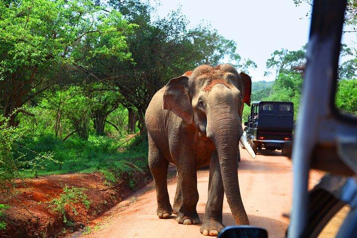 Privat tur Yala Safari Bentota/Kalutara/Ahungalla/Hikkaduwa