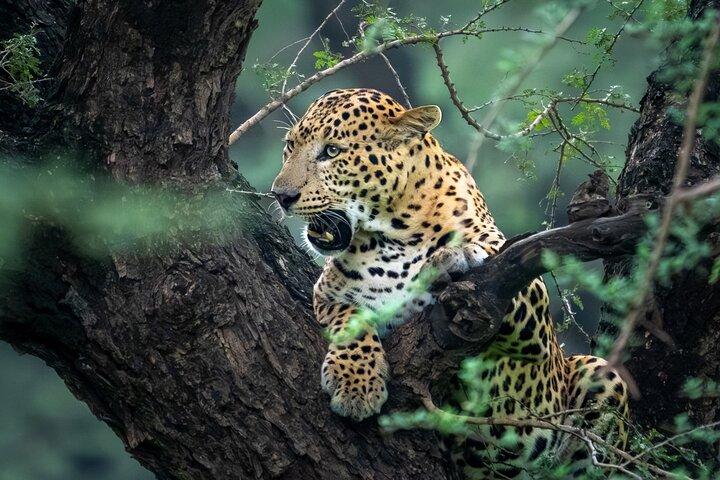 Private Tour Yala Safari Bentota/Kalutara/Ahungalla/Hikkaduwa