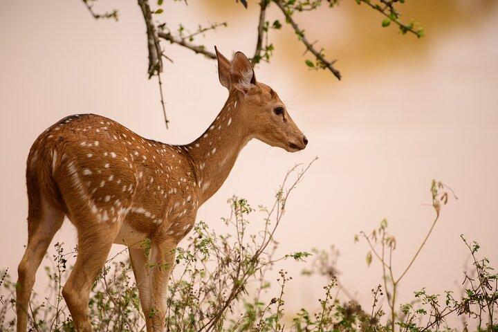 Private Tour Yala Safari Bentota/Kalutara/Ahungalla/Hikkaduwa
