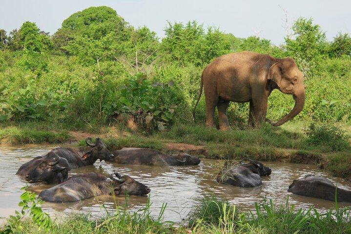 Visite privée du parc national d'Udawalawe, journée complète au départ de Colombo