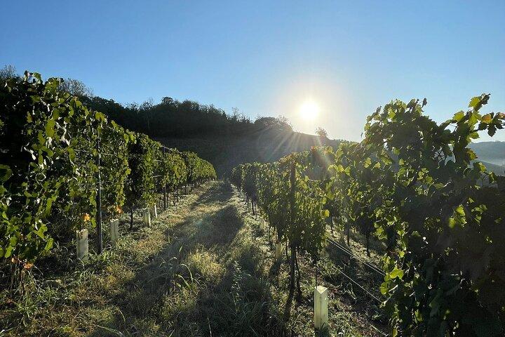 Tour e degustação de vinhos no Monferrato - Premium