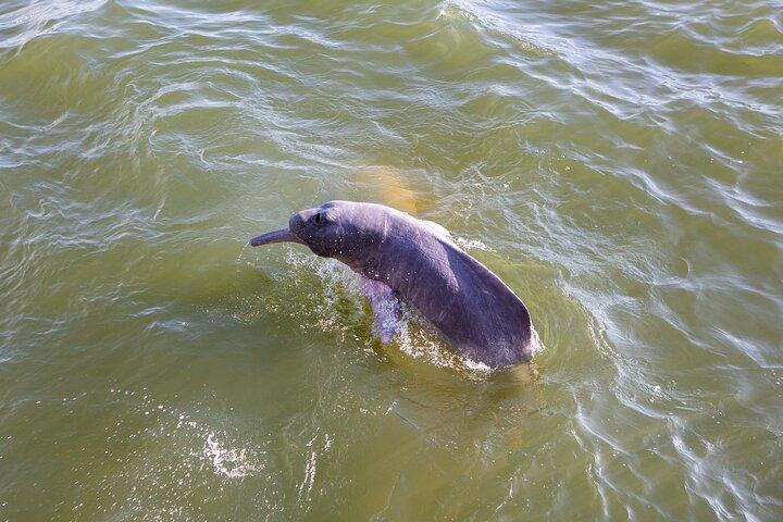 Private Tour Whales&Dolphin Watching incl Handunugoda Teafactory