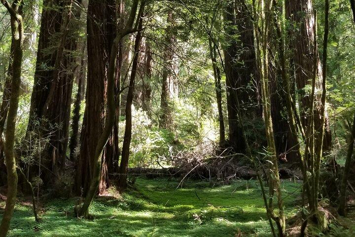 Alcatraz med Muir Woods och Sausalito Tour