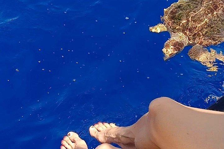 クジラを見るためのプエルト コロン アデヘへの 3 時間のツアー