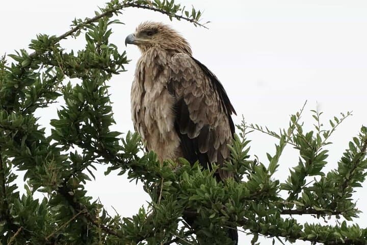 Day Trip to Mount Longonot National Park and Lake Naivasha