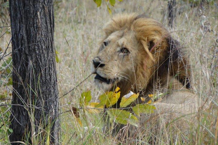 Private 3 - Day Kruger Park Safari de Maputo