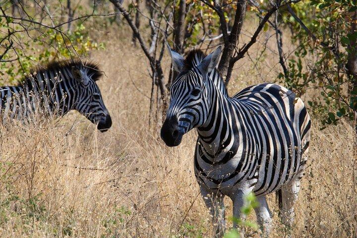 Private 3 - Day Kruger Park Safari de Maputo