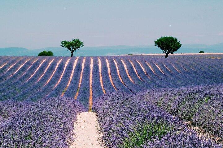 Provenza, vigneti e campi di lavanda Gita privata di un giorno