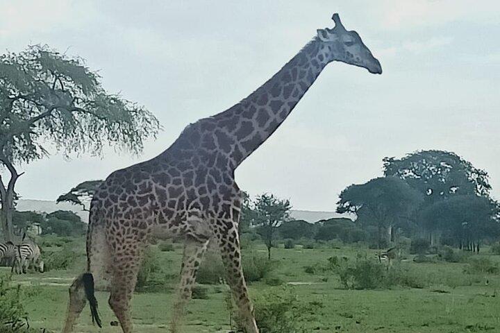Tidig morgon / eftermiddag Game Drive Nairobi Park- I Nairobi