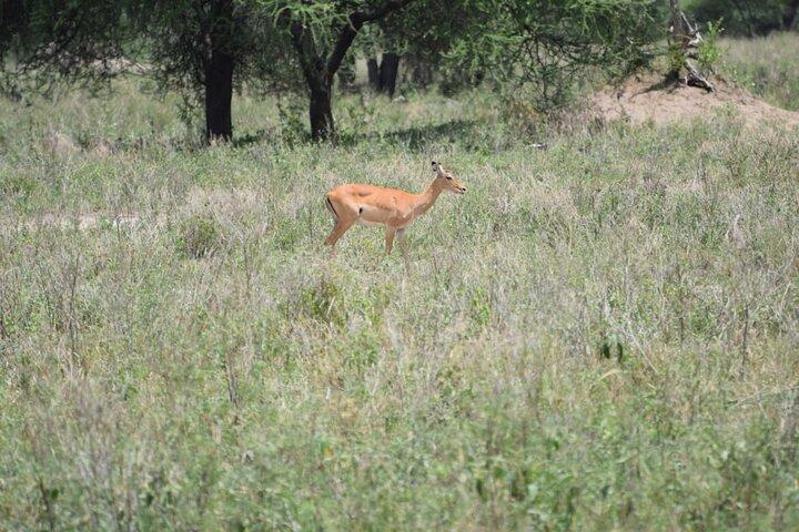 Tidig morgon / eftermiddag Game Drive Nairobi Park- I Nairobi