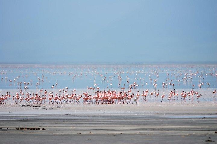 Exploring the Wonders of Lake Manyara, A Full-Day Adventure