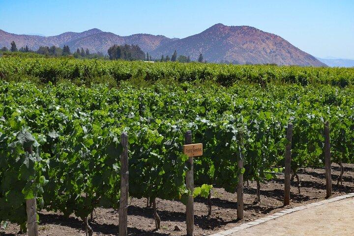 Heldags privat Maipo Valley vintur fra Santiago