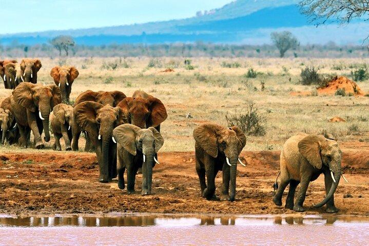 Maasai Mara flerdagarstur