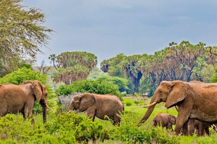 3 dages safari-eventyr til Samburu National Reserve