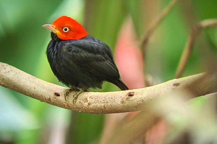 マヌエル・アントニオ国立公園：入場料込みのガイド付きツアー