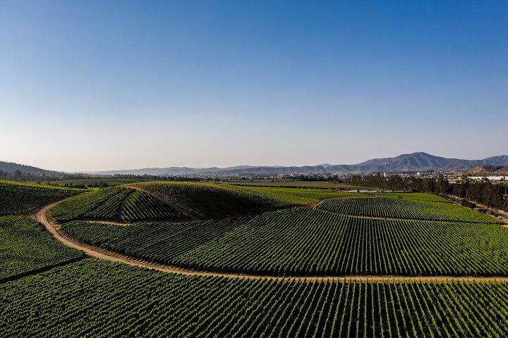 Heldags privat Casablanca Valley vintur fra Santiago