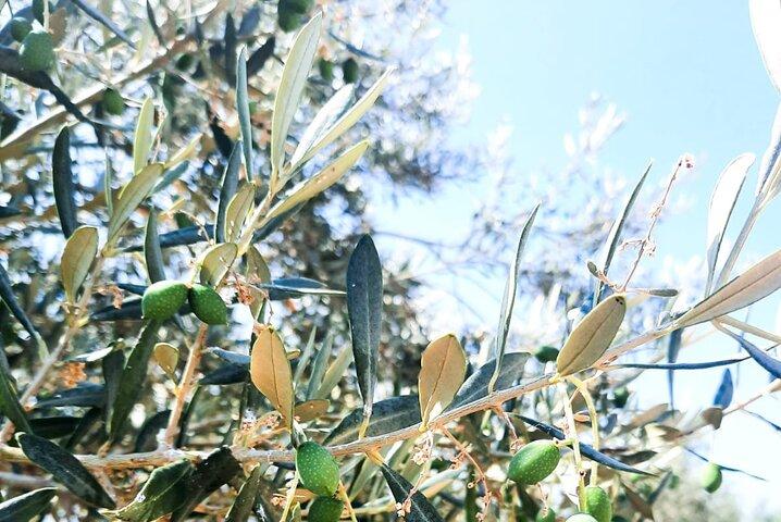 Visite privée à Nauplie avec dégustation d'huile d'olive à Corinthe