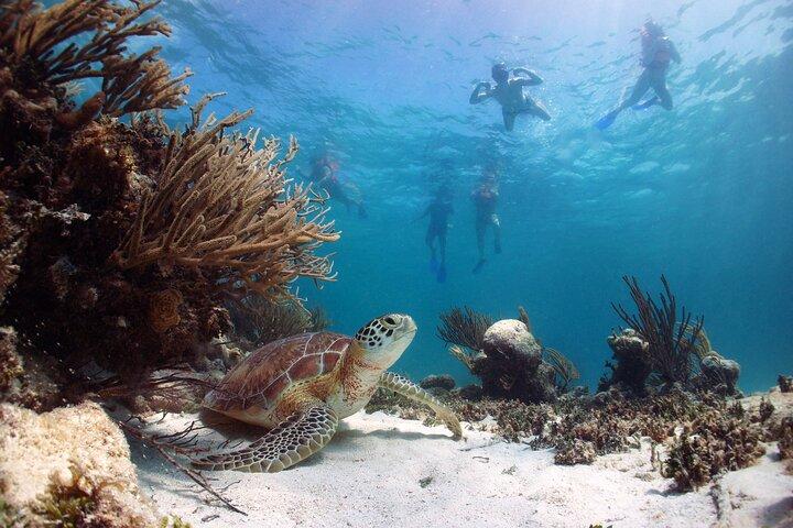 Tour a Tulum y cenote con nado con tortugas desde Riviera Maya