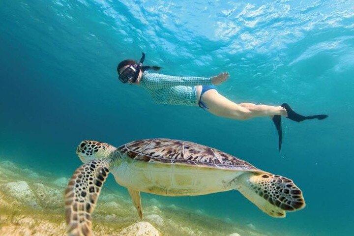 Tour a Tulum y cenote con nado con tortugas desde Riviera Maya