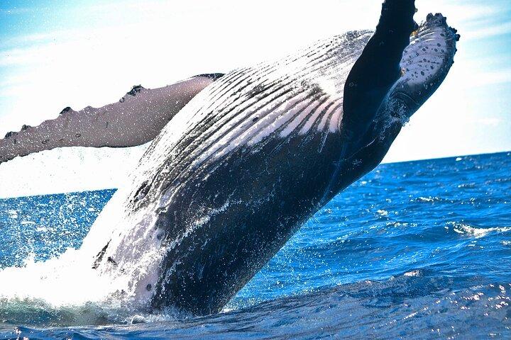 ヒルトン・ハワイアン・ビレッジでのカタマランによるホエールウォッチングアドベンチャー