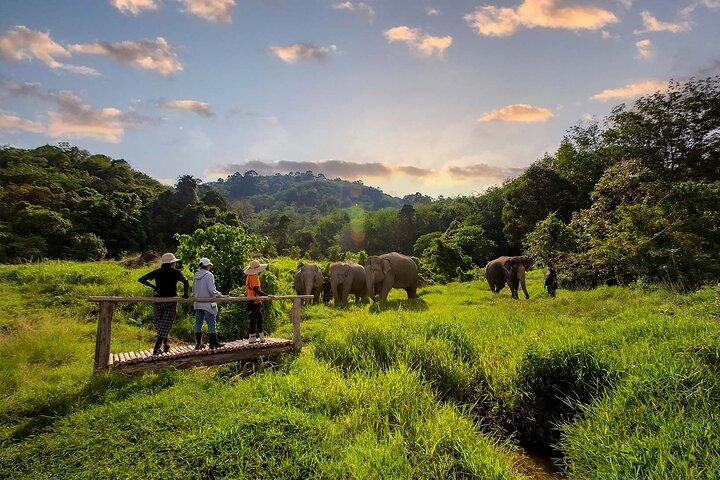 Visita de 2 horas al parque natural ético de elefantes de Phuket