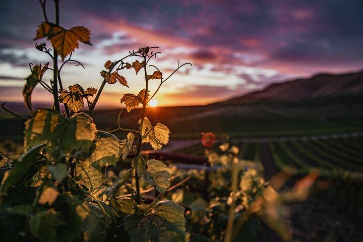 Amador Wine Tour - Self-Guided Audio Experience
