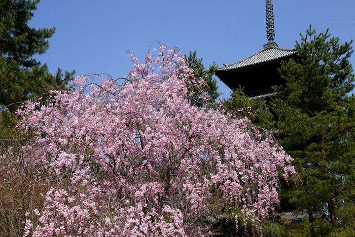 京都駅から京都の世界遺産を歩くツアー。