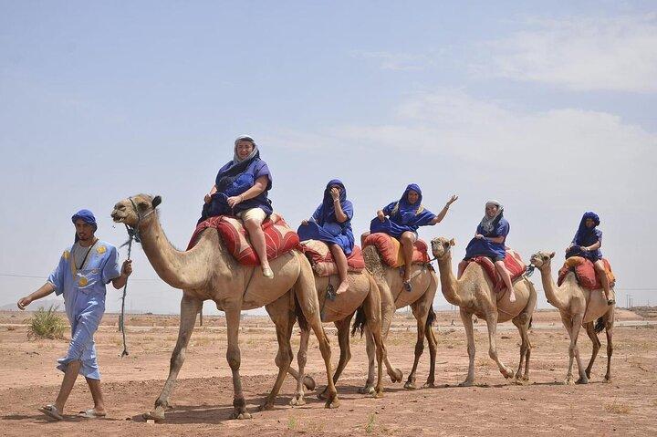 Camelo em Marrakech ao pôr do sol