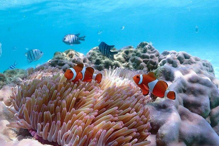 Pattaya: tour di snorkeling alla ricerca di Nemo in motoscafo privato