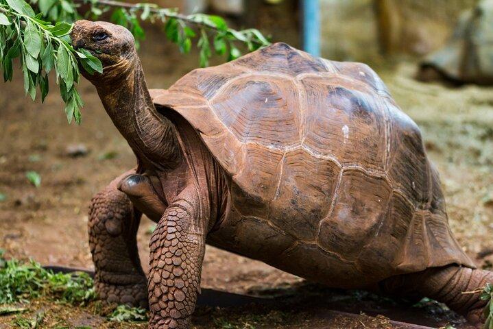 Giant Tortoises Private Tour of Galapagos Frontier Reserve