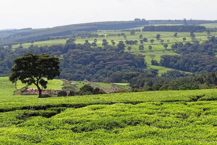 Nairobi to Kiambethu Tea Farm Tour