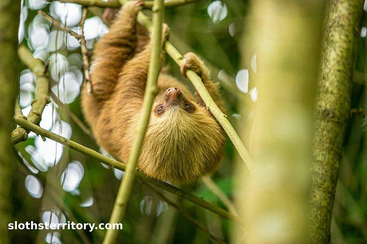 ナマケモノのテリトリーを巡るナマケモノウォッチングツアー