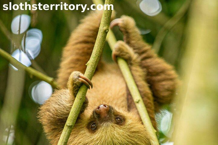 Sloths Watching Tour durch Sloth's Territory