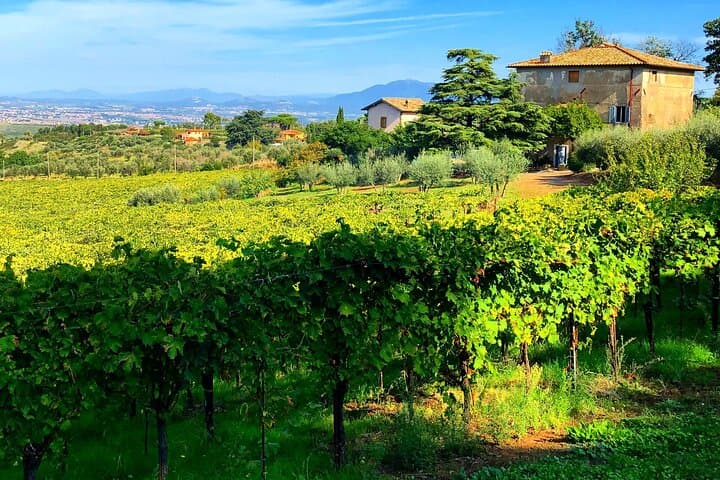 Classic Half-Day Wine Tour in Frascati with Lunch