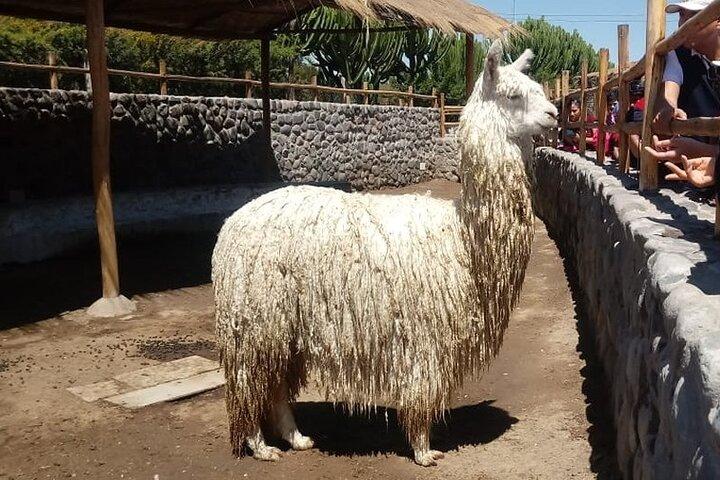 Visite à pied du centre historique d'Arequipa