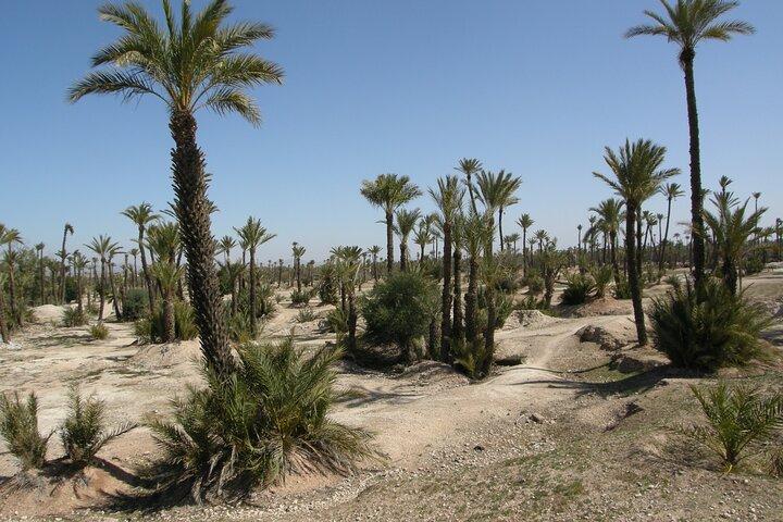 Desert Thrills: Quad Biking Adventures in Palmeraie Marrakech