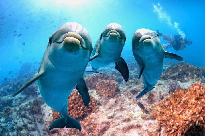 Heldags delfinhus fra Hurghada