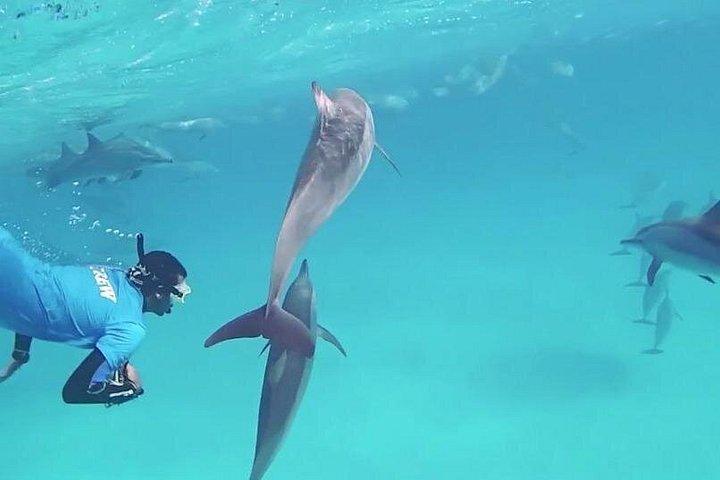 Heldags delfinhus fra Hurghada