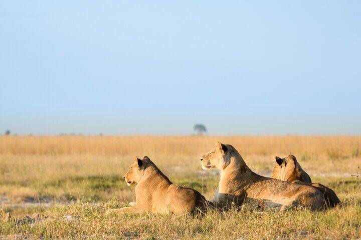 Aventure de 3 jours et 2 nuits dans le Masai Mara