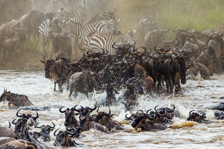 Aventure de 3 jours et 2 nuits dans le Masai Mara