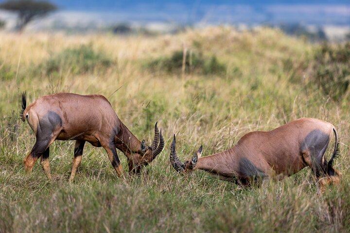Aventure de 3 jours et 2 nuits dans le Masai Mara