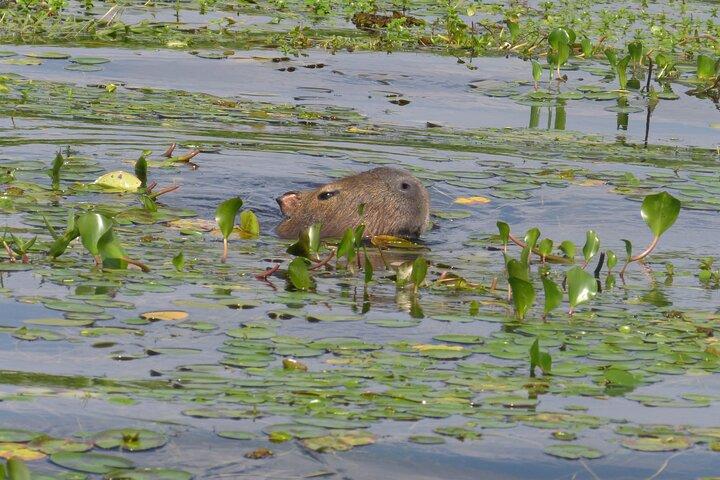 Connect with the nature of Iberá on a private tour
