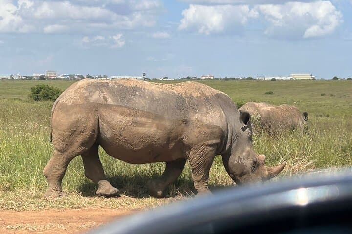 Layover and Stopover in Nairobi Private Tour