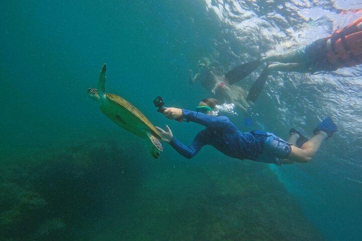 Snorkling med skildpadder i Fujairah med Transfer